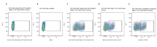 Alexa Fluor 647-Labeled Siglec-2/CD22 His Tag Protein, Human