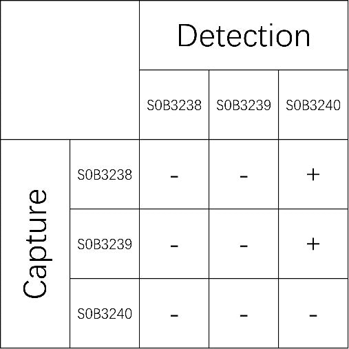 Wnt-3a Recombinant Rabbit mAb (SDT-179-112)