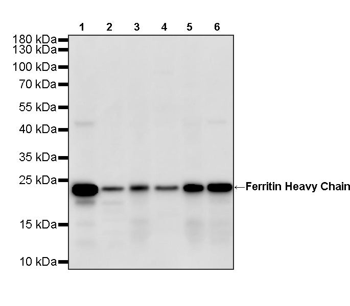 Ferritin Heavy Chain Recombinant Rabbit mAb (S-5419)