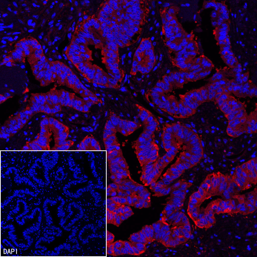 FASN Recombinant Rabbit mAb (Alexa Fluor® 555 Conjugate) (S-682-32)