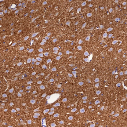 Synapsin-1 Recombinant Rabbit mAb (S-550-7)