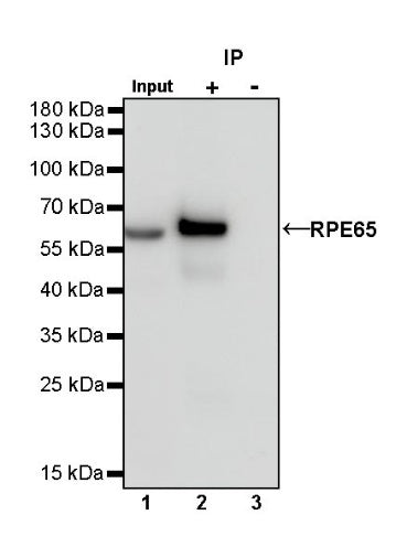 RPE65 Recombinant Rabbit mAb (S-525-124)