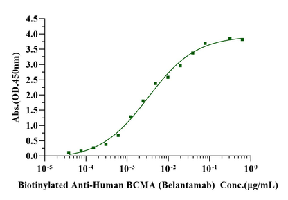 BCMA/TNFRSF17 Fc Chimera Protein, Cynomolgus