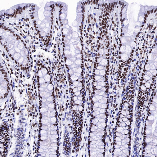 Nog1 Recombinant Rabbit mAb (S-R330)