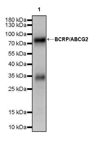 BCRP/ABCG2 Recombinant Rabbit mAb (S-2365-67)