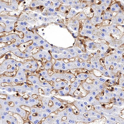 HLA-E Recombinant Rabbit mAb (S-1081-62)
