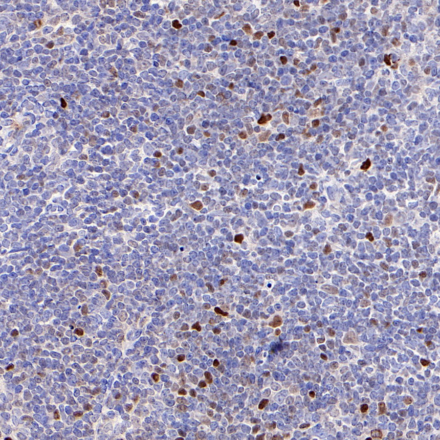 S-RMab® c-Myc Recombinant Rabbit mAb (SDT-R138)