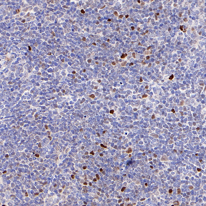 S-RMab® c-Myc Recombinant Rabbit mAb (SDT-R138)