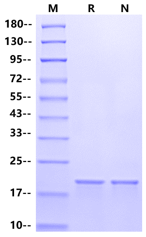 IL-11 Protein, Mouse
