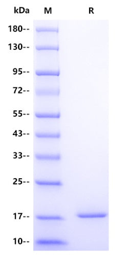 α-Synuclein Protein, Mouse