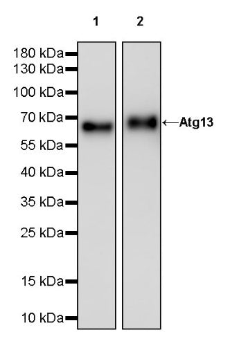 Atg13 Recombinant Rabbit mAb (S-2534-22)