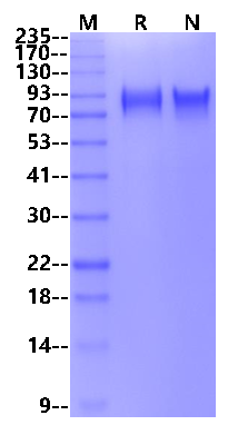 E-Selectin/CD62E His Tag Protein, Mouse