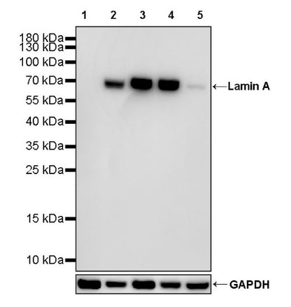 Lamin A Recombinant Rabbit mAb (S-1503-44)