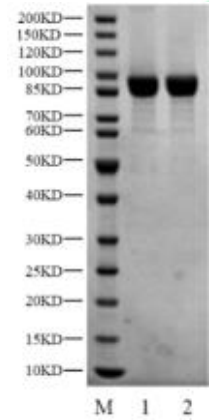 PRKCI(PKCι) GST Tag Protein, Human