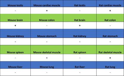 Sarcomeric Alpha Actinin Recombinant Rabbit mAb (S-1652-40)