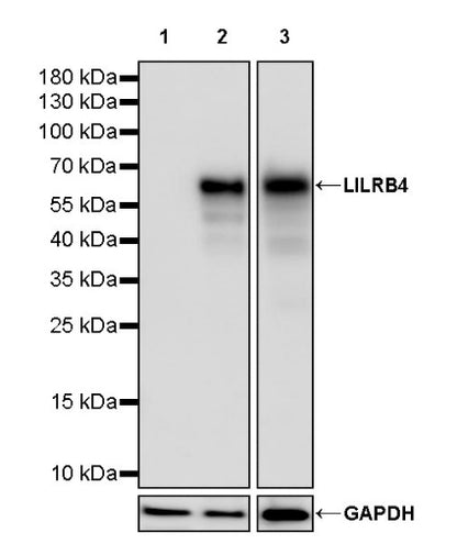 LILRB4 Recombinant Rabbit mAb (S-2504-22)