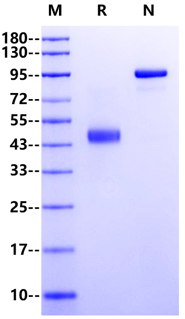 TRAIL R1/TNFRSF10A Fc Chimera Protein, Human