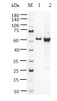 PARP11, GST&His Tag Protein