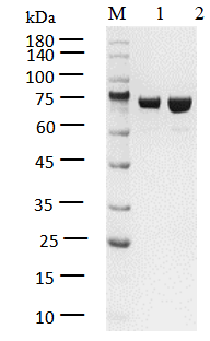 CSK Protein