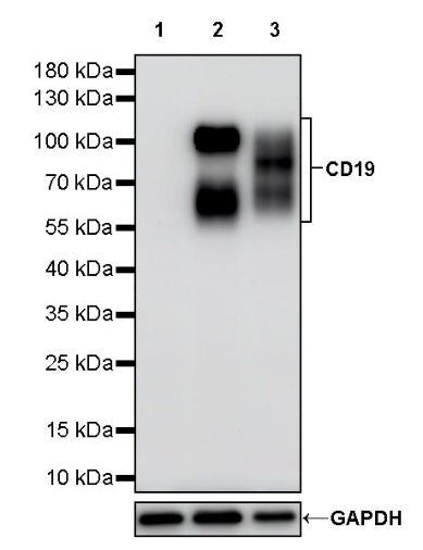 CD19 Recombinant Rabbit mAb (S-3357)