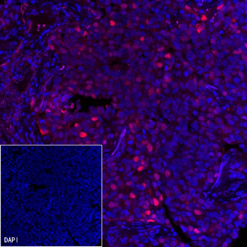 Goat Anti-Rabbit IgG (H+L), F(ab')2 Fragment (Alexa Fluor® 594 Conjugate)