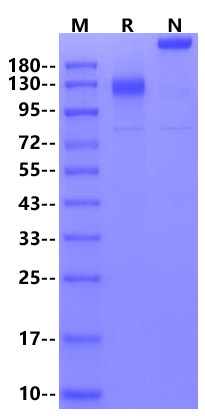 P-Selectin/CD62P Fc Chimera Protein, Mouse