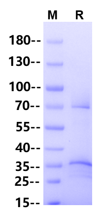 Biotinylated GPRC5D Flag,His,Avi Tag Full Length Protein, Human(Detergent)