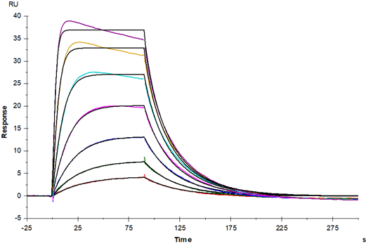 GM-CSF Protein, Mouse