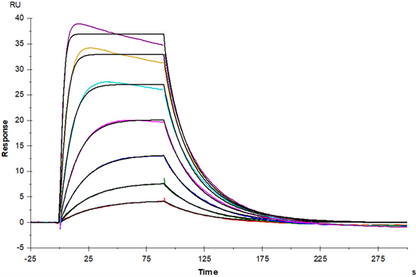 GM-CSF Protein, Mouse