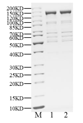 Biotinylated p85/p110(E545K) Protein, Human