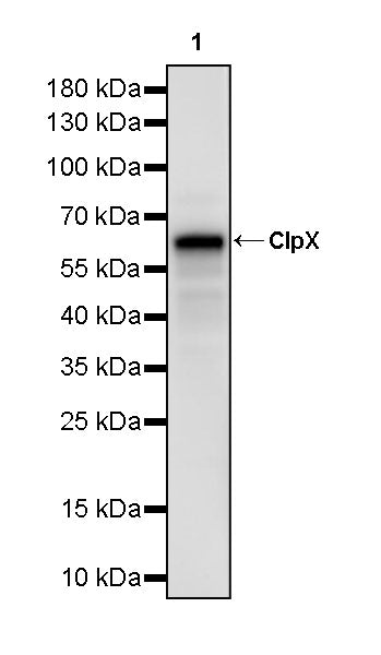 ClpX Recombinant Rabbit mAb (S-4460-33)