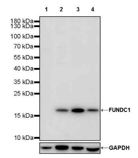 FUNDC1 Rabbit Polyclonal Antibody