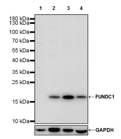 FUNDC1 Rabbit Polyclonal Antibody