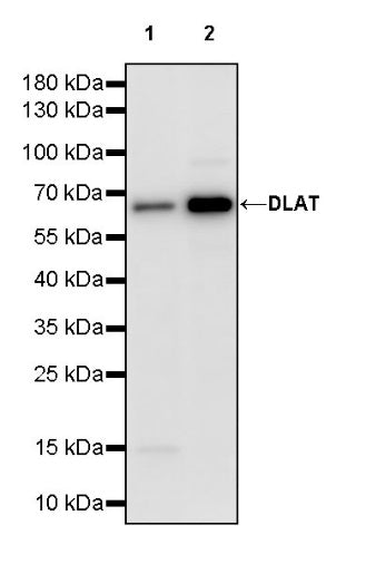 DLAT Rabbit Polyclonal Antibody