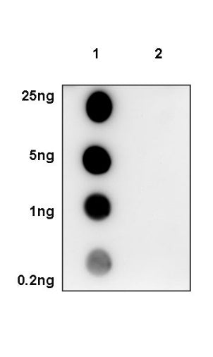 Phospho-GCN2 (T899) Recombinant Rabbit mAb (S-1665-19)