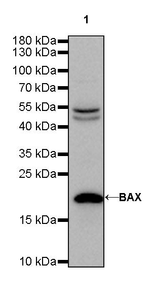 BAX Recombinant Rabbit mAb (SDT-338-76)