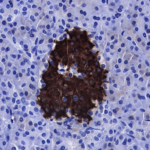 Insulin Recombinant Rabbit mAb (S-638-19)