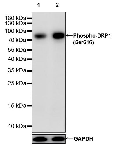 Phospho-DRP1 (Ser616) Recombinant Rabbit mAb (S-1281-375)