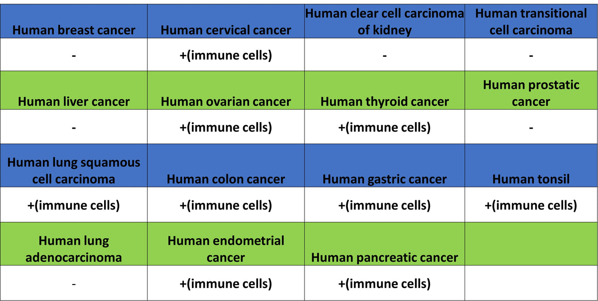 CD137 Recombinant Rabbit mAb (S-1726-175)
