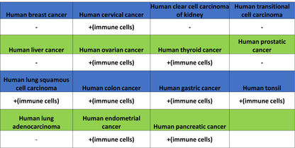 CD137 Recombinant Rabbit mAb (S-1726-175)