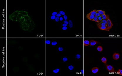 CD24 Recombinant Rabbit mAb (S-974-13)
