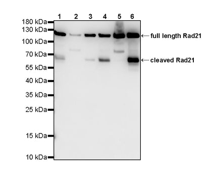 RAD21 Recombinant Rabbit mAb (S-4271-136)