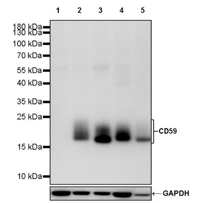 CD59 Mouse mAb (S-936-1)