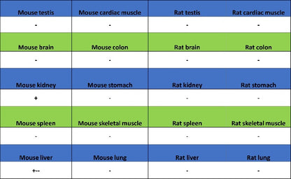 SLC25A51 Recombinant Rabbit mAb (S-2070-74)