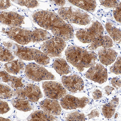 SEC23B Recombinant Rabbit mAb (S-1935-28)