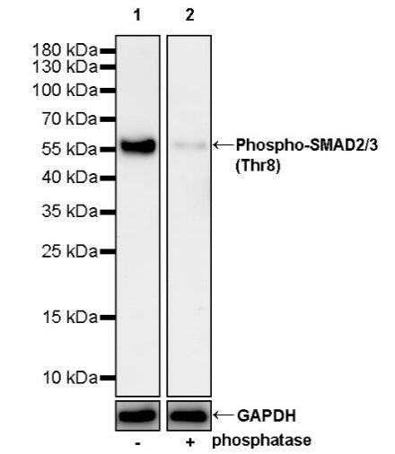 Phospho-SMAD2/3 (Thr8) Recombinant Rabbit mAb (S-3372-136)