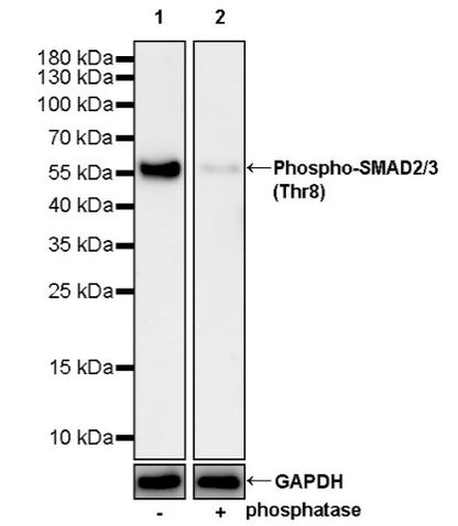 Phospho-SMAD2/3 (Thr8) Recombinant Rabbit mAb (S-3372-136)