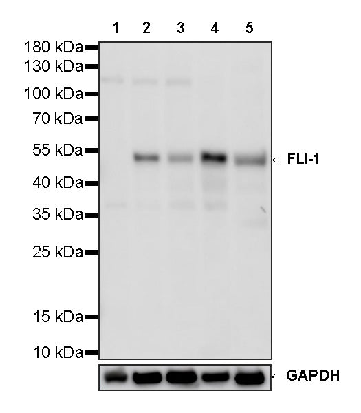 FLI-1 Rabbit Polyclonal Antibody