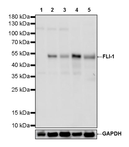 FLI-1 Rabbit Polyclonal Antibody