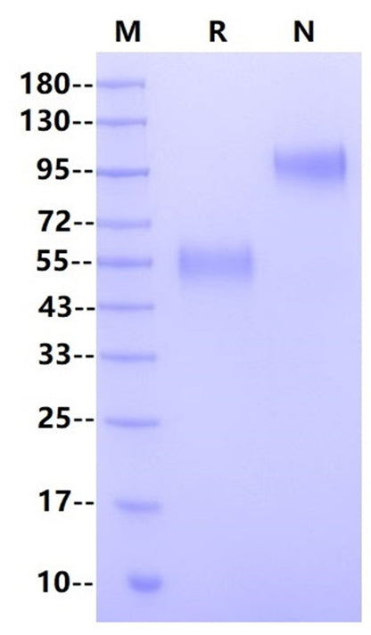 ICOS/CD278 Fc Chimera Protein, Mouse